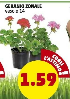 PENNY Geranio Zonale offerta