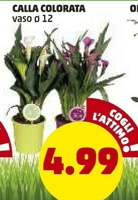 PENNY Orchidea Calla Colorata offerta