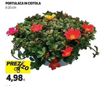 Portulaca In Ciotola
