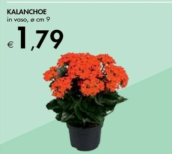Bennet Kalanchoe offerta