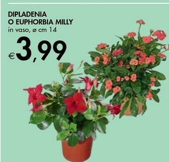 Bennet Dipladenia/ Euphorbia Milly offerta