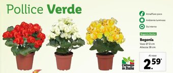 Lidl Begonia offerta