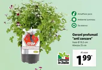 Lidl Gerani profumati "anti zanzare" offerta