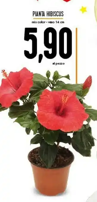 Conad Pianta Hibiscus offerta