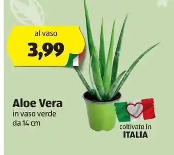ALDI Aloe vera offerta