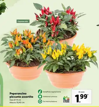 Lidl Peperoncino piccante assortito offerta