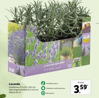 Lidl Lavanda offerta
