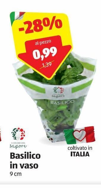 ALDI Basilico in vaso offerta