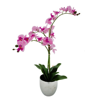 Action Orchidea in vaso offerta