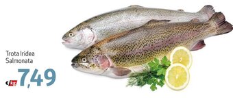 Trota Iridea Salmonata