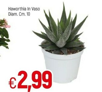 Famila Piante offerta