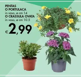 Pentas/ Portulaca/ Crassula Ovata