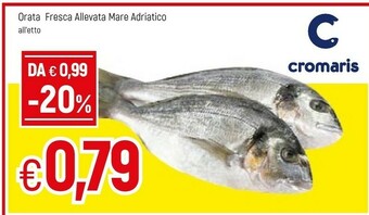 Orata