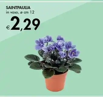 Bennet Bennet Saintpaulia In Vaso offerta