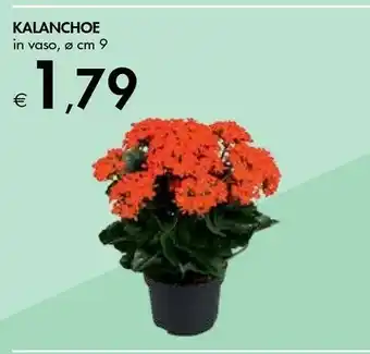Bennet Bennet Kalanchoe Vaso offerta