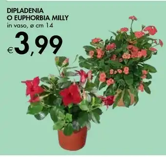 Dipladenia / Euphorbia Milly