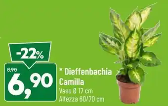DPiù Dieffenbachia Camilla Vaso Ø 17 cm Altezza 60/70 cm offerta