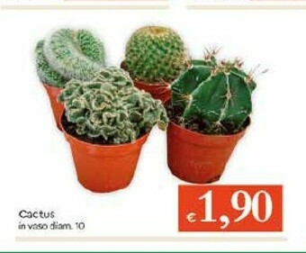 Galassia Piante offerta