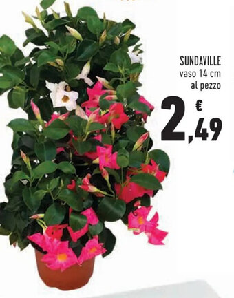 Conad Sundaville vaso 14 cm offerta