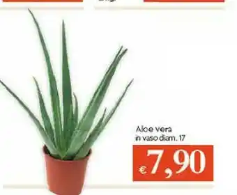 Galassia Aloe Vera offerta