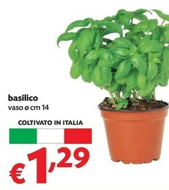 Pam Basilico offerta