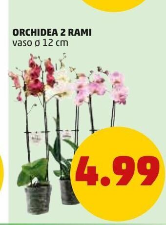 PENNY Orchidea 2 rami offerta