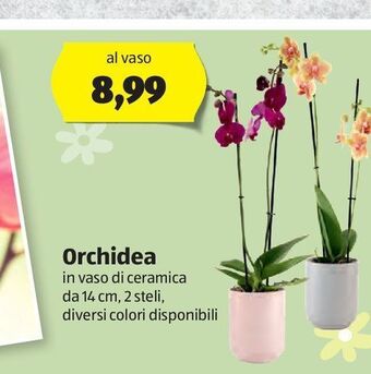 ALDI Orchidea offerta