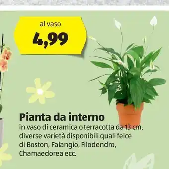 ALDI Pianta da interno offerta