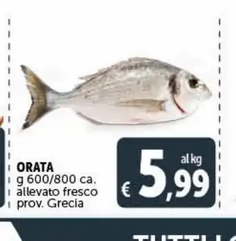 Deco Superstore Orata g 600 / 800 allevato fresco prov. grecia offerta