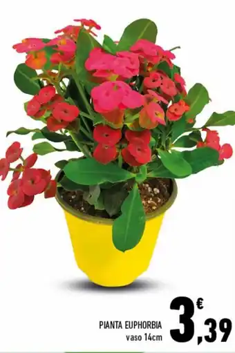 Conad Superstore Pianta Euphorbia vaso 14cm offerta