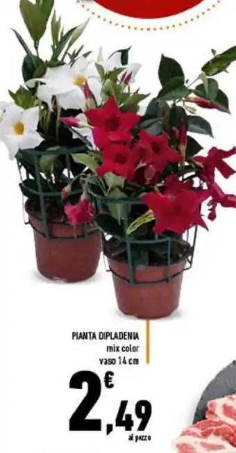 Conad Pianta Dipladenia mix color vaso 14 cm offerta