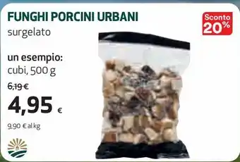 Funghi porcini urbani
