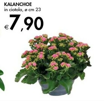 Bennet Kalanchoe offerta
