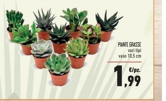 Conad Superstore Piante offerta