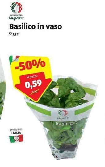 ALDI Basilico in vaso 9cm offerta