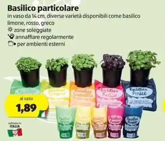 ALDI Basilico particolare offerta