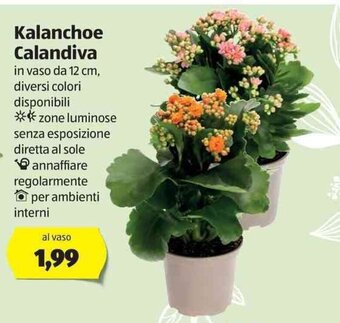 ALDI Kalanchoe Calandiva offerta