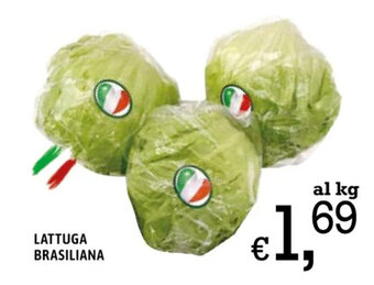 Famila Lattuga Brasiliana offerta