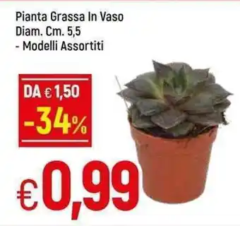Famila Pianta Grassa In Vaso Diam. Cm. 5,5 Modelli Assortiti offerta
