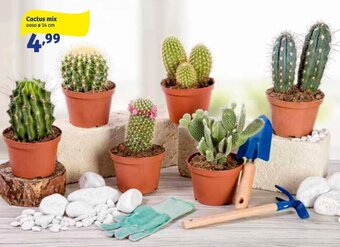 In'S Mercato Cactus Mix Vaso Ø 14 cm offerta