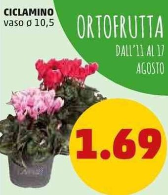PENNY Ciclamino offerta