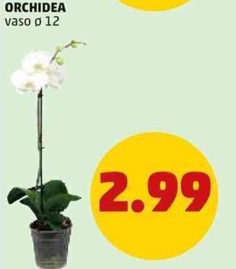 PENNY Orchidea offerta
