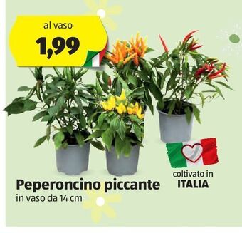 ALDI Peperoncino piccante offerta