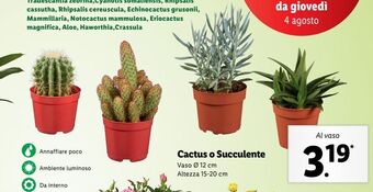 Lidl Cactus o succulente offerta
