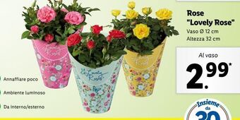 Lidl Rose "lovely rose" offerta