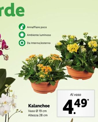Lidl Kalanchoe offerta