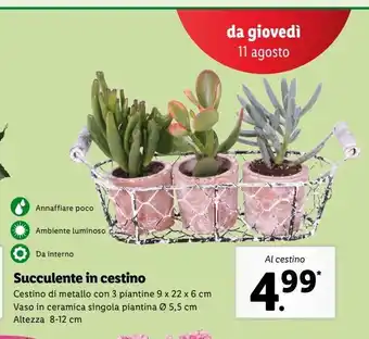 Succulente in cestino