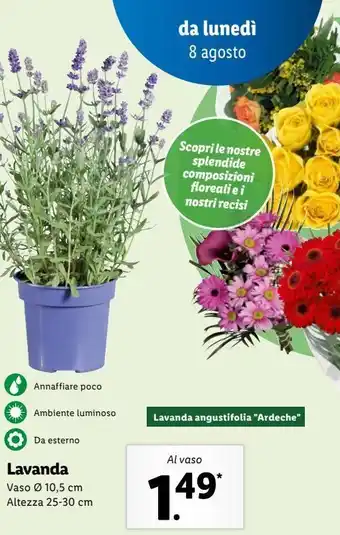 Lidl Lavanda angustifolia ' ardeche' offerta
