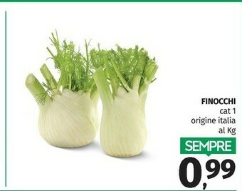 Finocchi