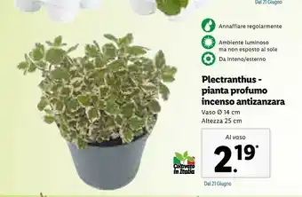 Lidl Plectranthus- Pianta Profumo Incenso Antizanzara offerta